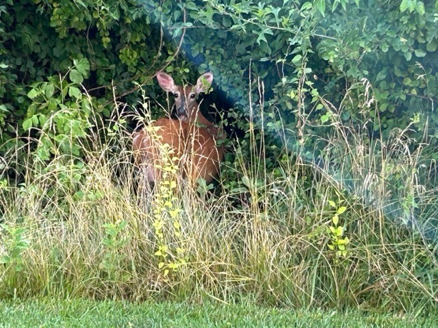 Curiosity resides in all including animals.