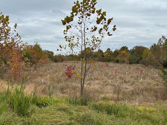 Plant Ideas and Sow the Seeds for New Business Growth