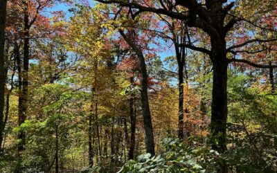 Model the Variety of Trees for Business Growth