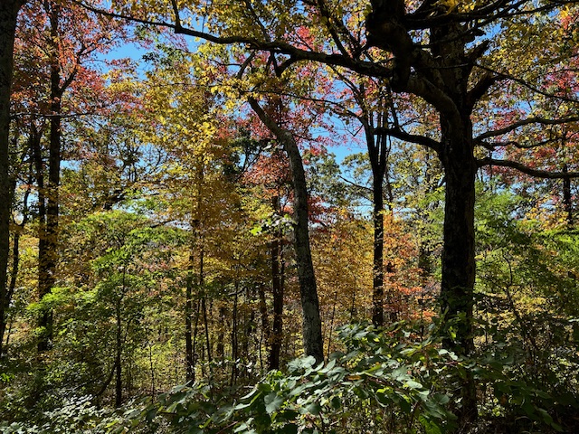 Model the Variety of Trees for Business Growth